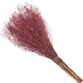 sementinha- Rosa